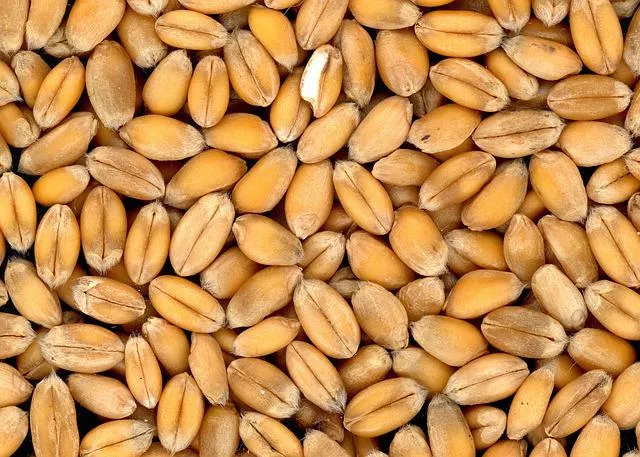 wheat-g47ab0d0a6_640