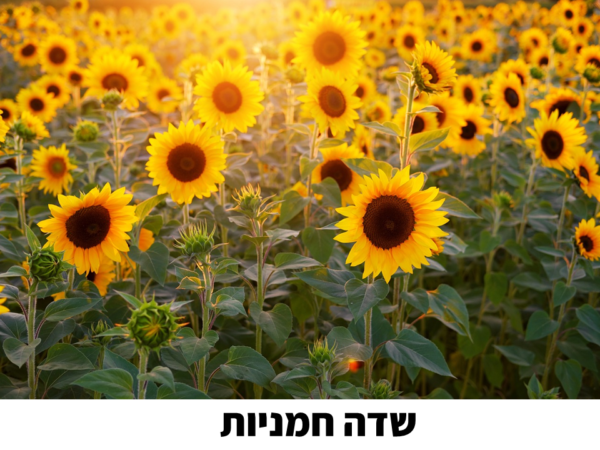 ⁦קיץ בגן הילדים!⁩ – תמונה ⁦2⁩