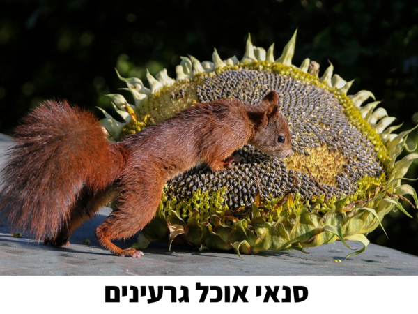⁦קיץ בגן הילדים!⁩ – תמונה ⁦3⁩
